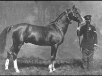 Благородство крови: история карабахской породы лошадей