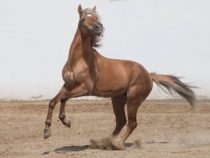 За последние сто лет на российских конных выставках лошадей карабахской породы вообще не демонстрировали